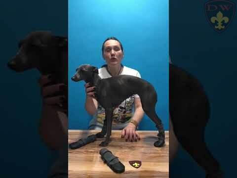 Сапоги для собак. Набор (4 штуки)